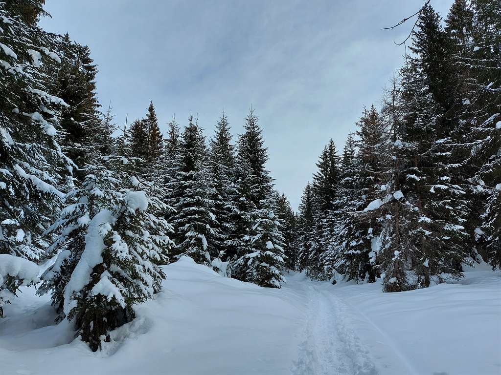 Firs forest on Monte Penegal