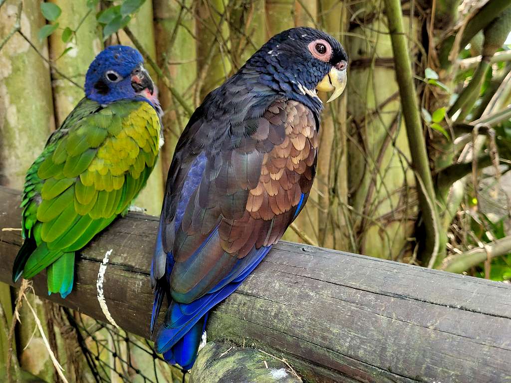 Parrots at Bioparque Ukumari