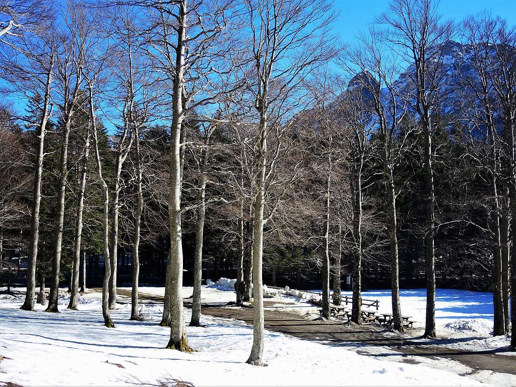 Beech wood and Monte Penna