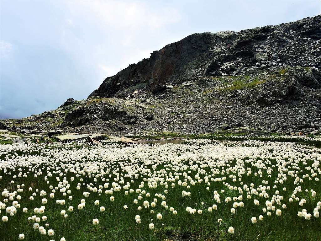 Efflorescence of Eriophorum Scheuchzeri or White cottongrass, Monte Rosa