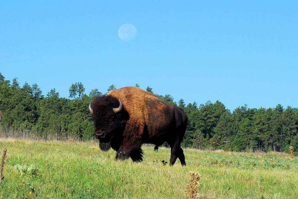 Lonely Buffalo at Wind Cave National Park