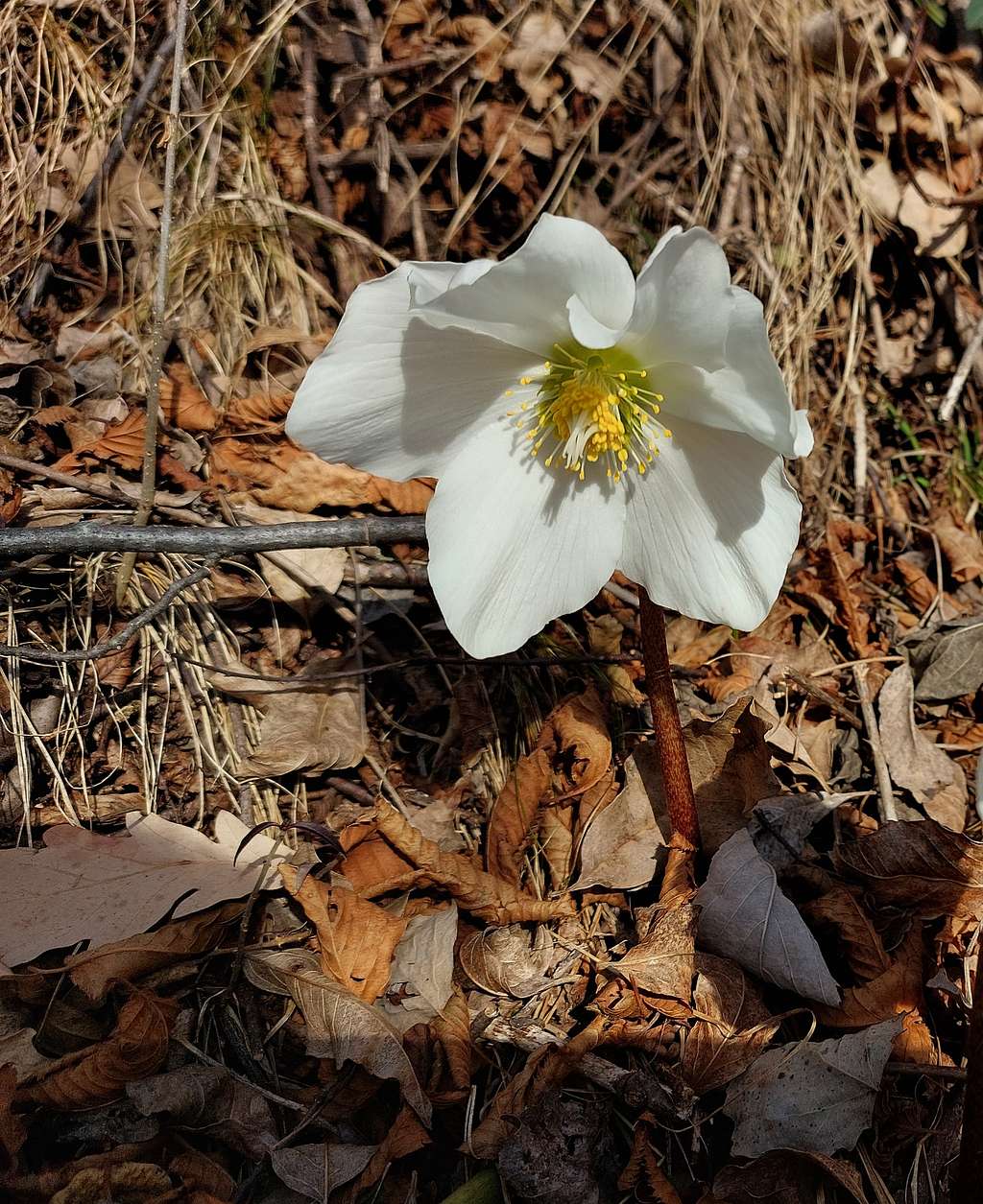 Christmas rose along the route to Monte Censo