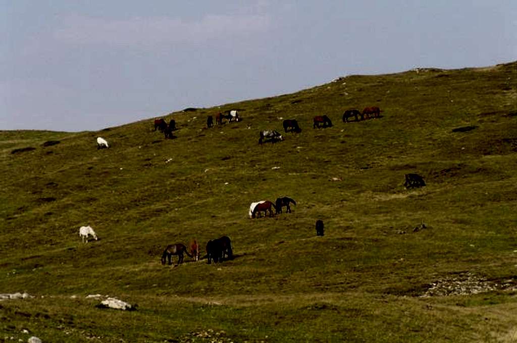 Horses near Vf.Tatarul....