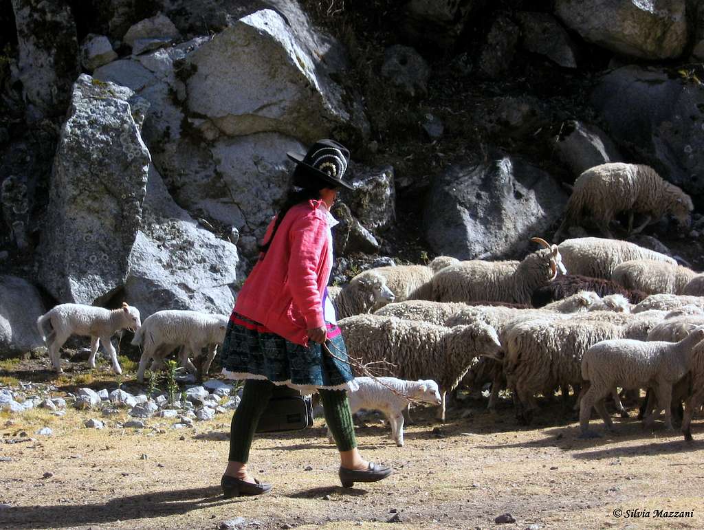 Sheep keeper in Quebrada Quilcayhuanca