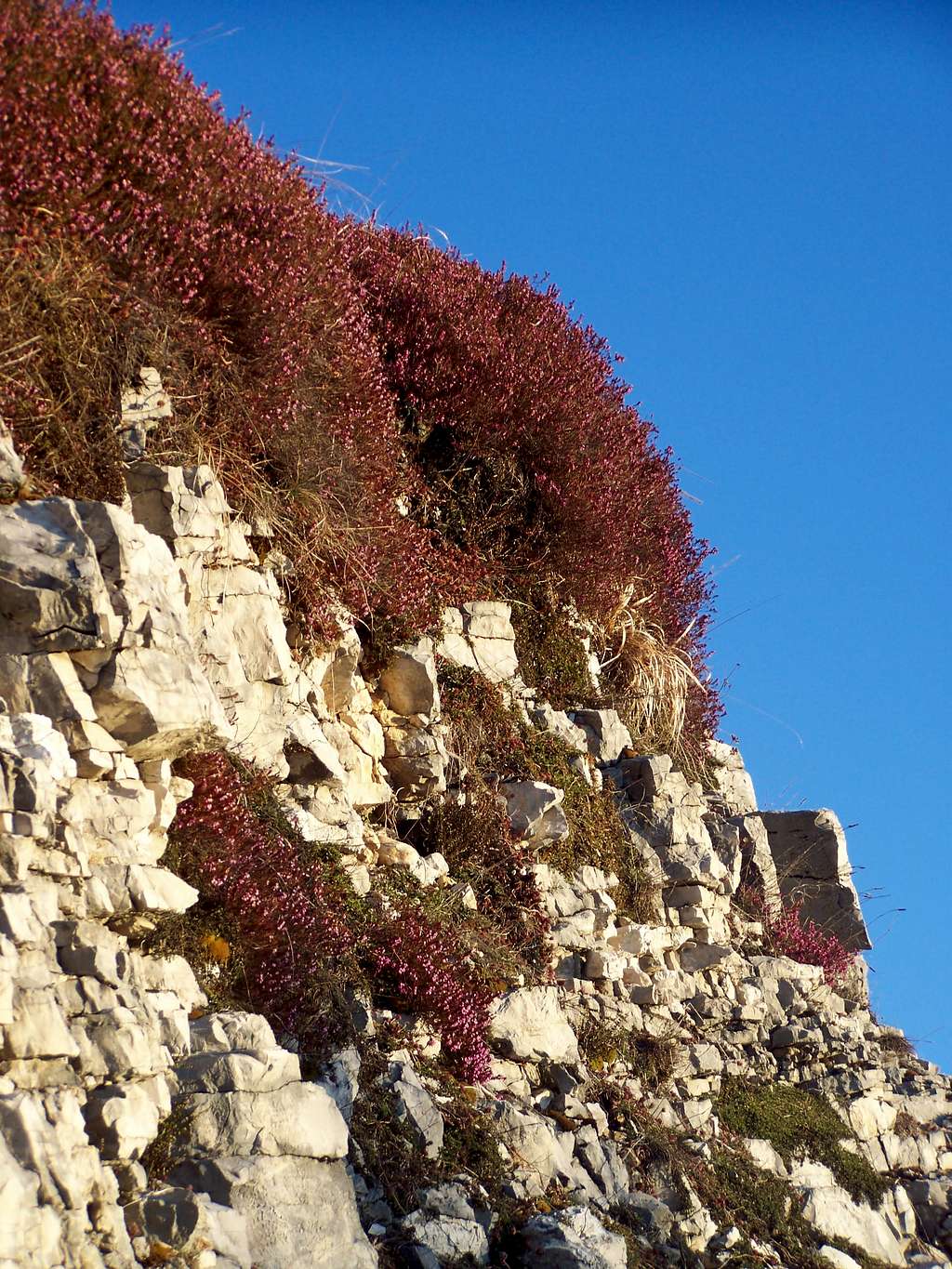 Heather on the rocks of Col Visentin