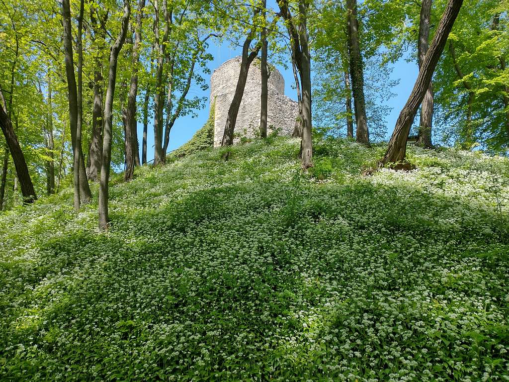 Wleń Castle in May