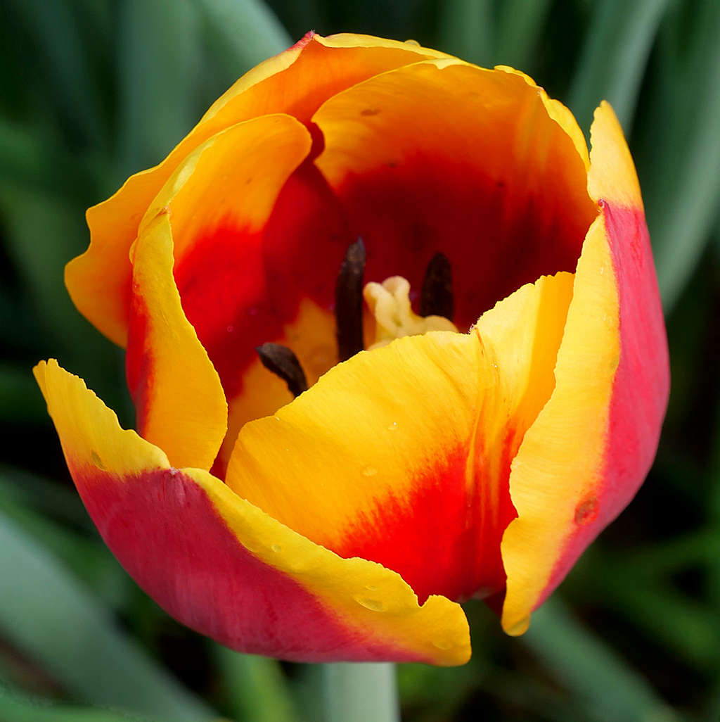 Tulip  New Hampshire
