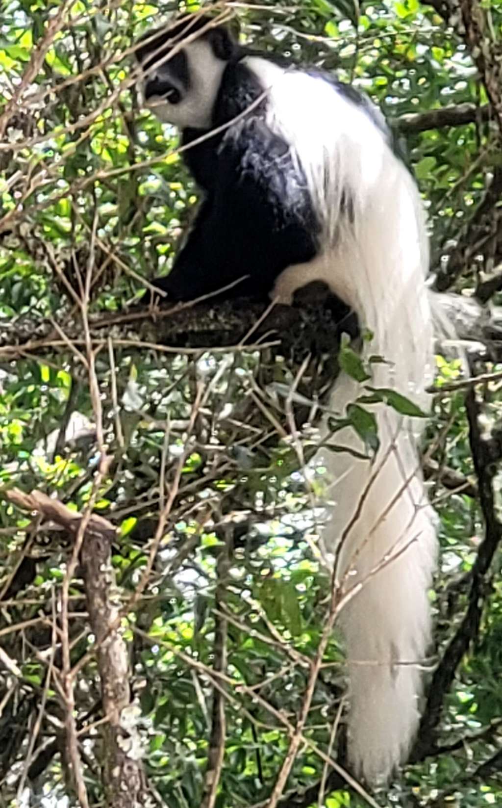 Colobus monkey as seen at the beginning of the Rongai Route up Kilimanjaro