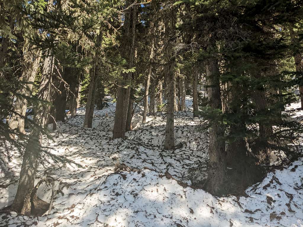 Moustache Mtn forest ridge under snow