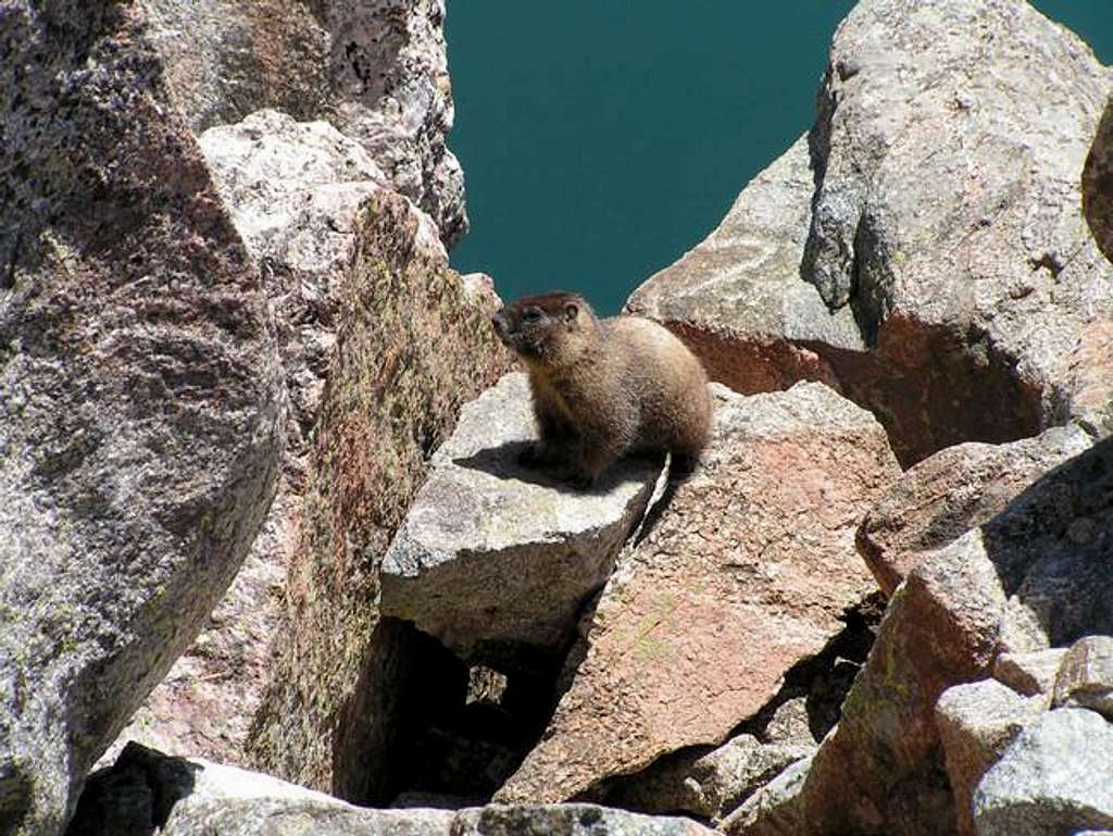 Marmot with Lake Katherine in...
