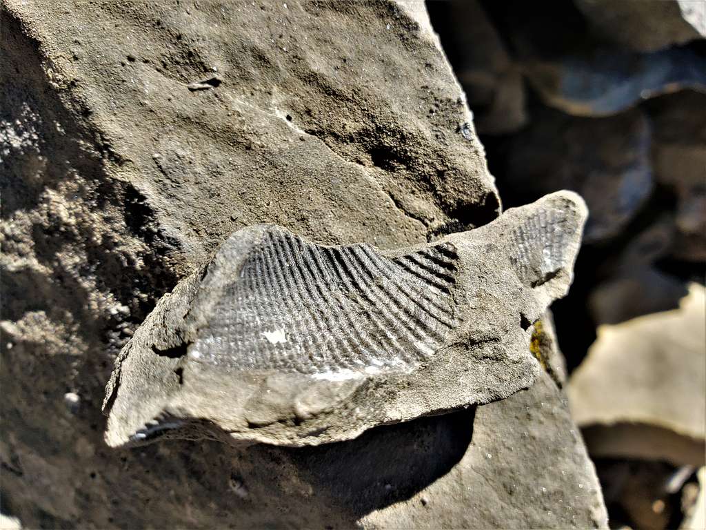 Fossil on Fossil Mountain