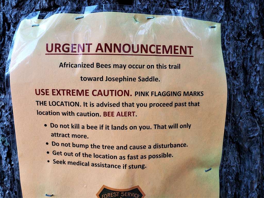 Africanized Bees Warning