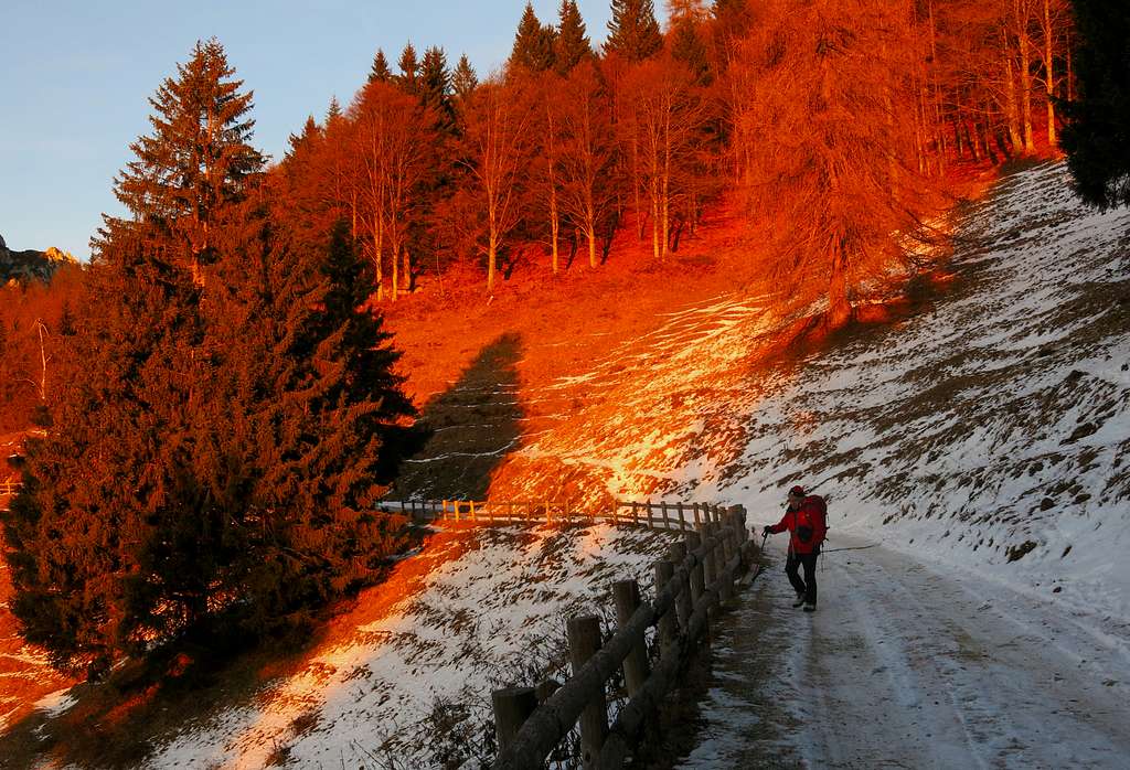 The forest track to Malga Trat in a winter sunset