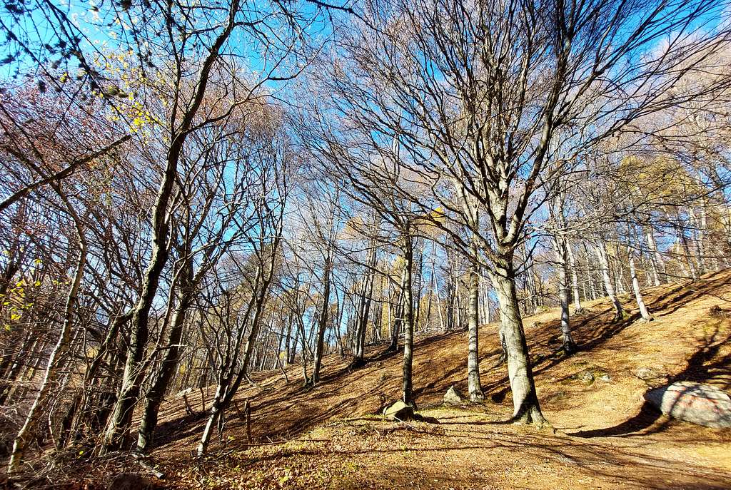 Beech wood over Malga Campo