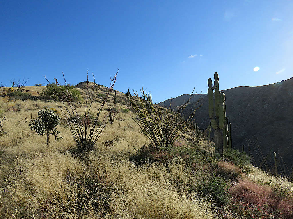 Summit of Agua Caliente (R) and Point 4774 ft (L)