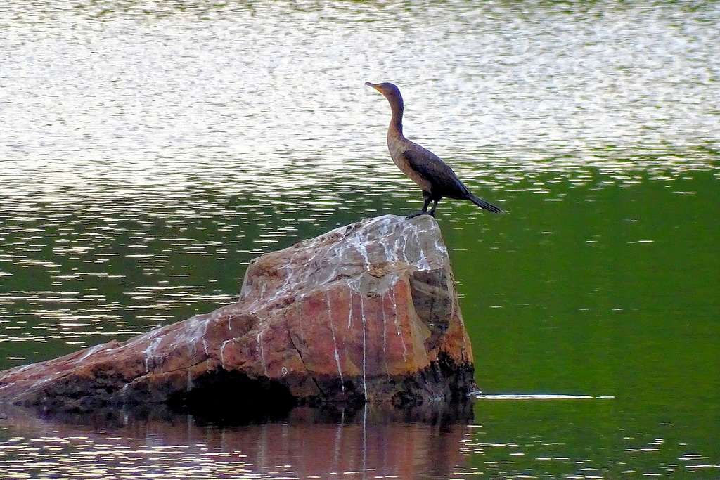 A Cormorant at Jim Falls on the Chippewa River