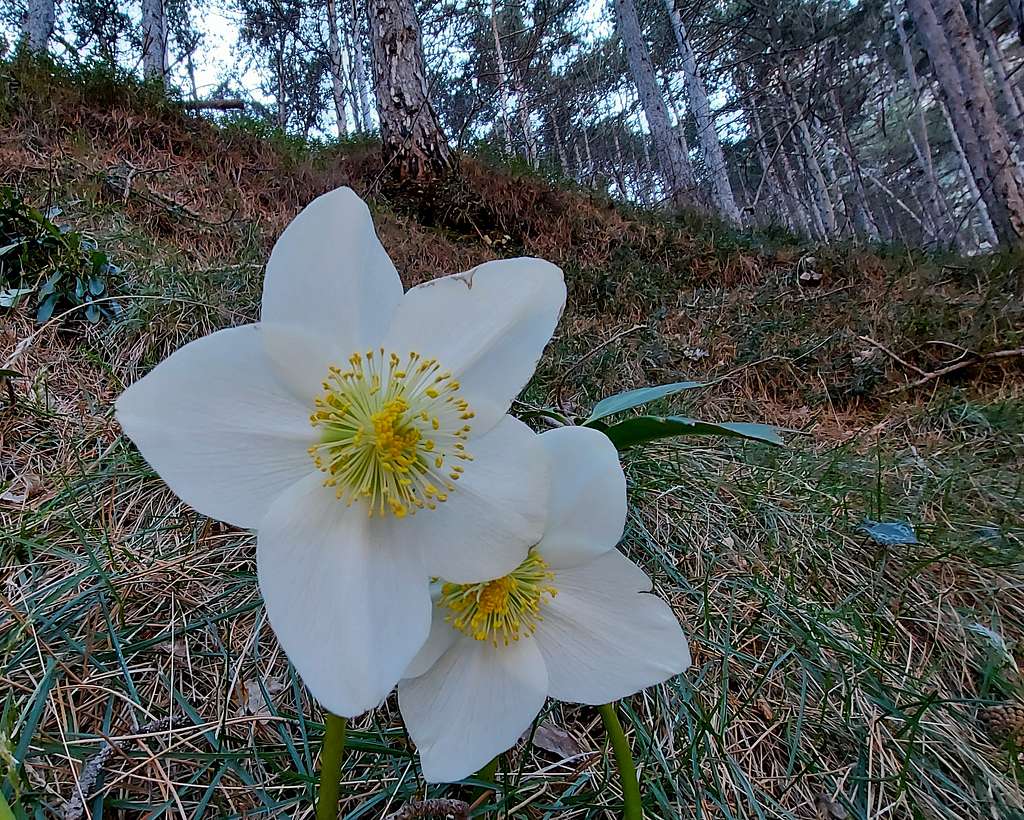 Blooming of Helleborus Niger in the pine forest