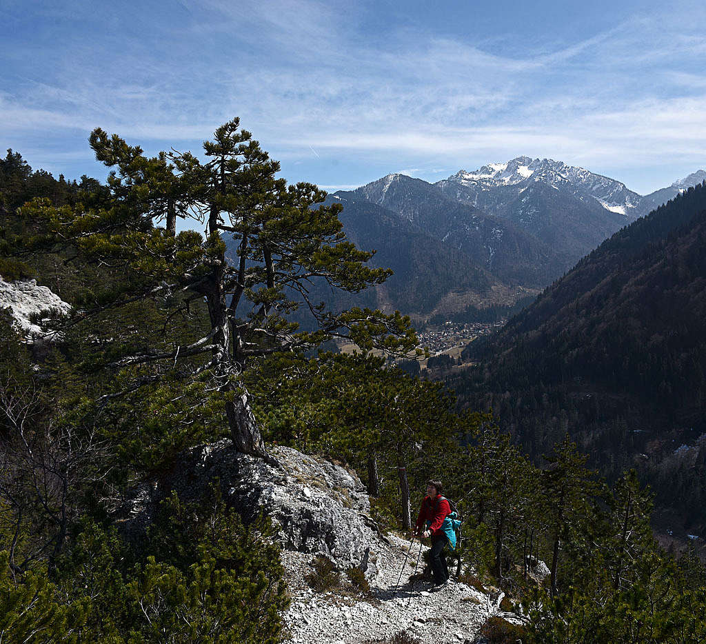 A pine tree below the summit of Monte Nebria