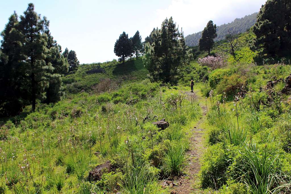 GR 130 footpath above Monte de Luna, La Palma