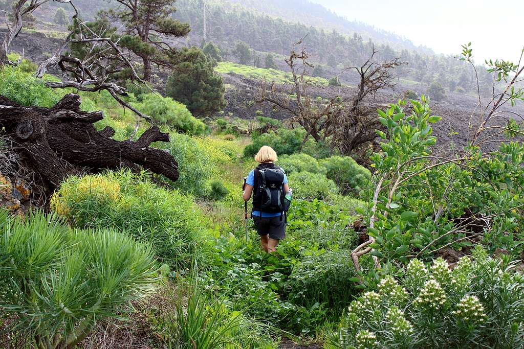 GR 130 overgrown path south of Jedey, La Palma