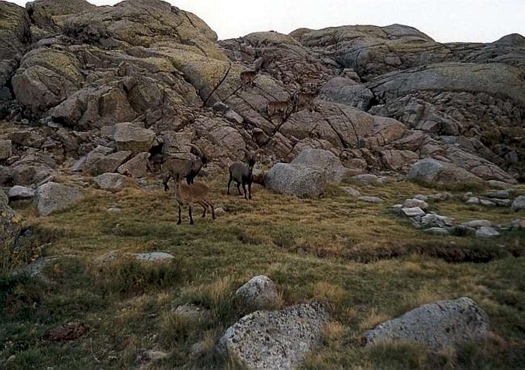 Gredos ibex herd