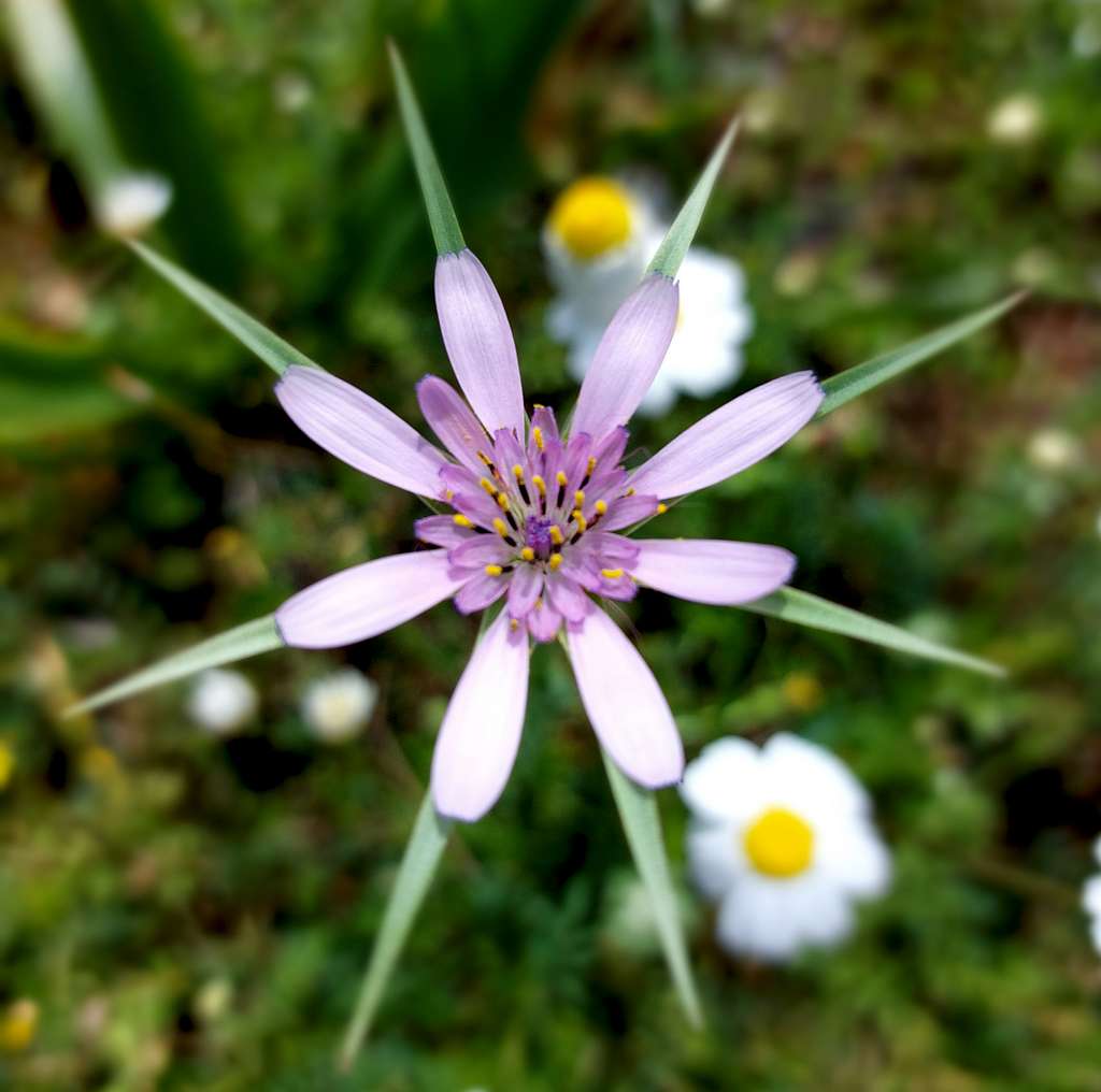 Superb blooming in Manikia Lower valley, Evia (Greece)