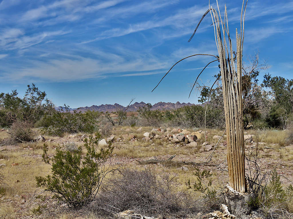 Hiking the desert floor, Dead Saguaro