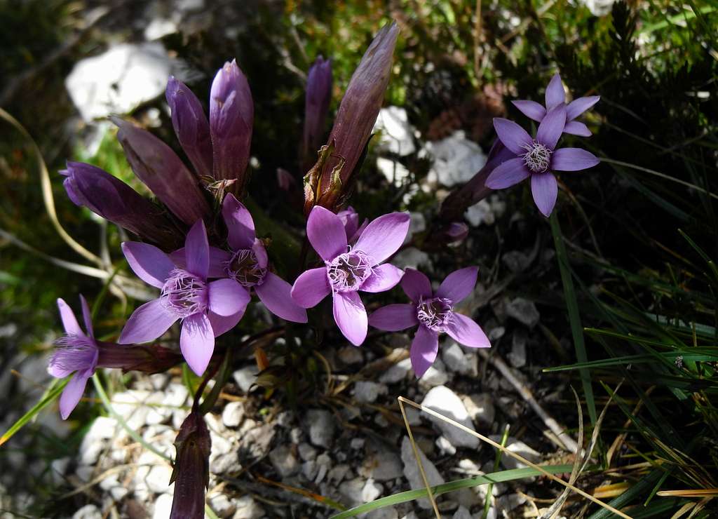 Gentiana Germanica, Moiazza