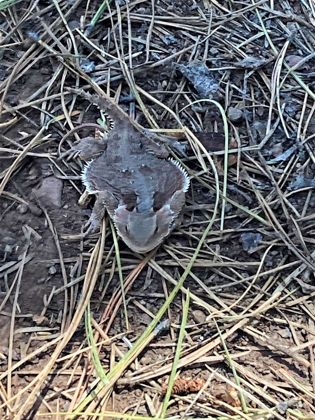 Horned toad near the summit