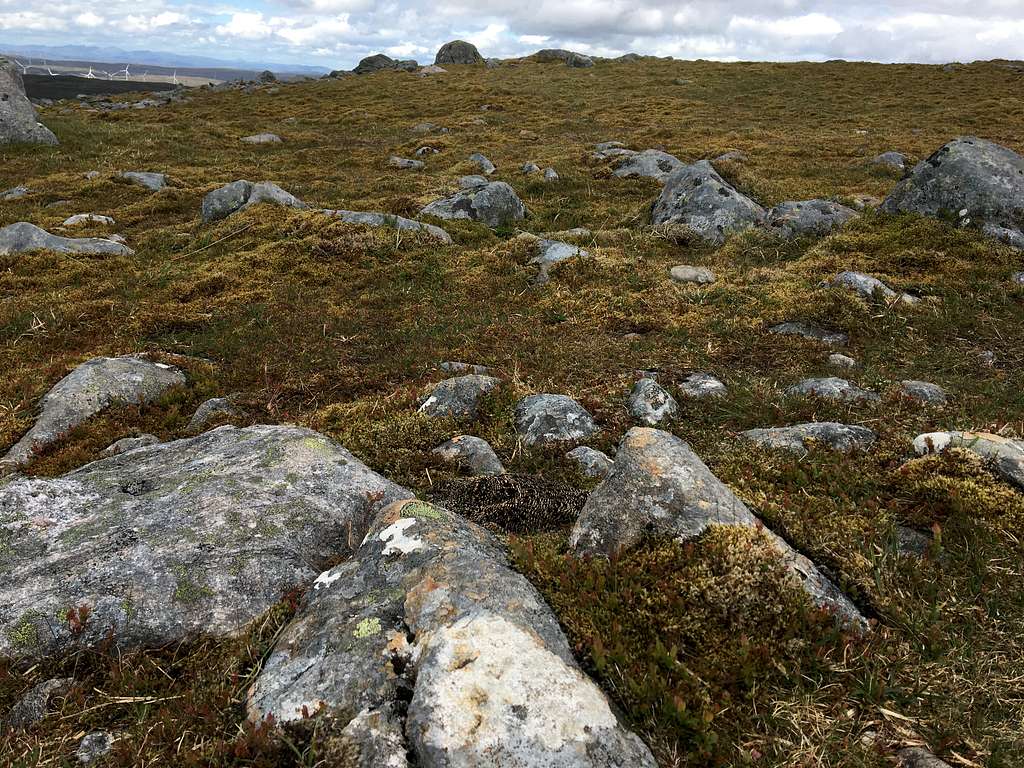 Spot the Birdie! Geal Charn, Monadhliath Mountains, Scotland