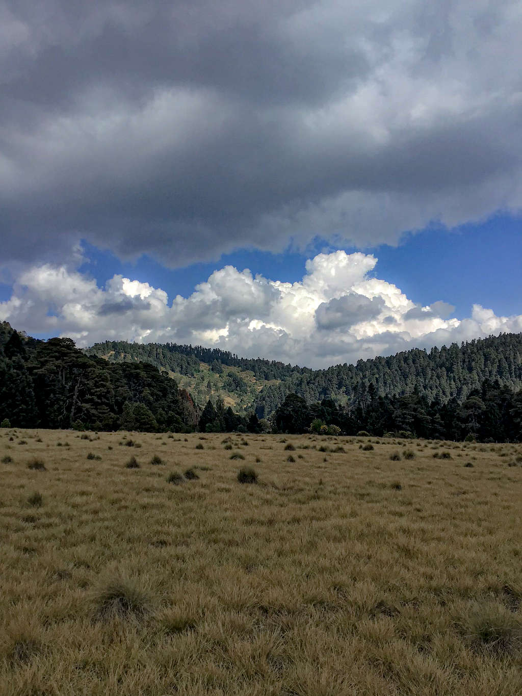 Pasture and reforestation