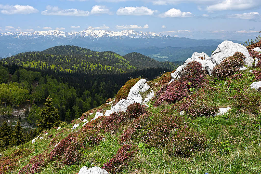 On the slopes of Kosmati vrh