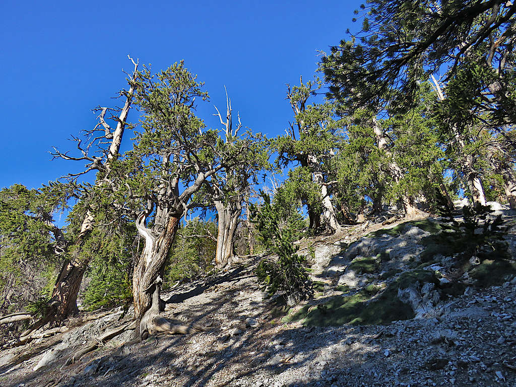 Old Bristlecone trees