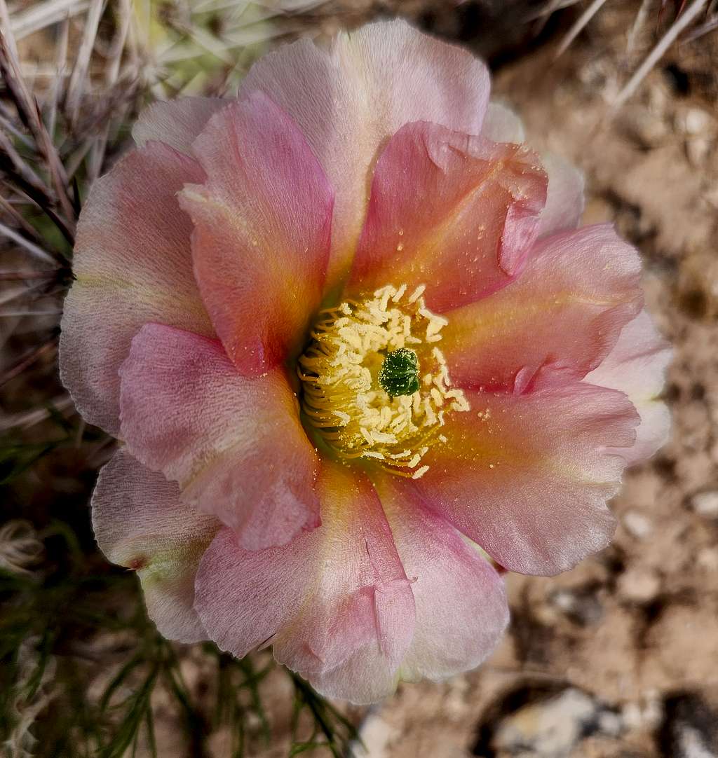 Cactus flower as seen from the Third Flats Trail