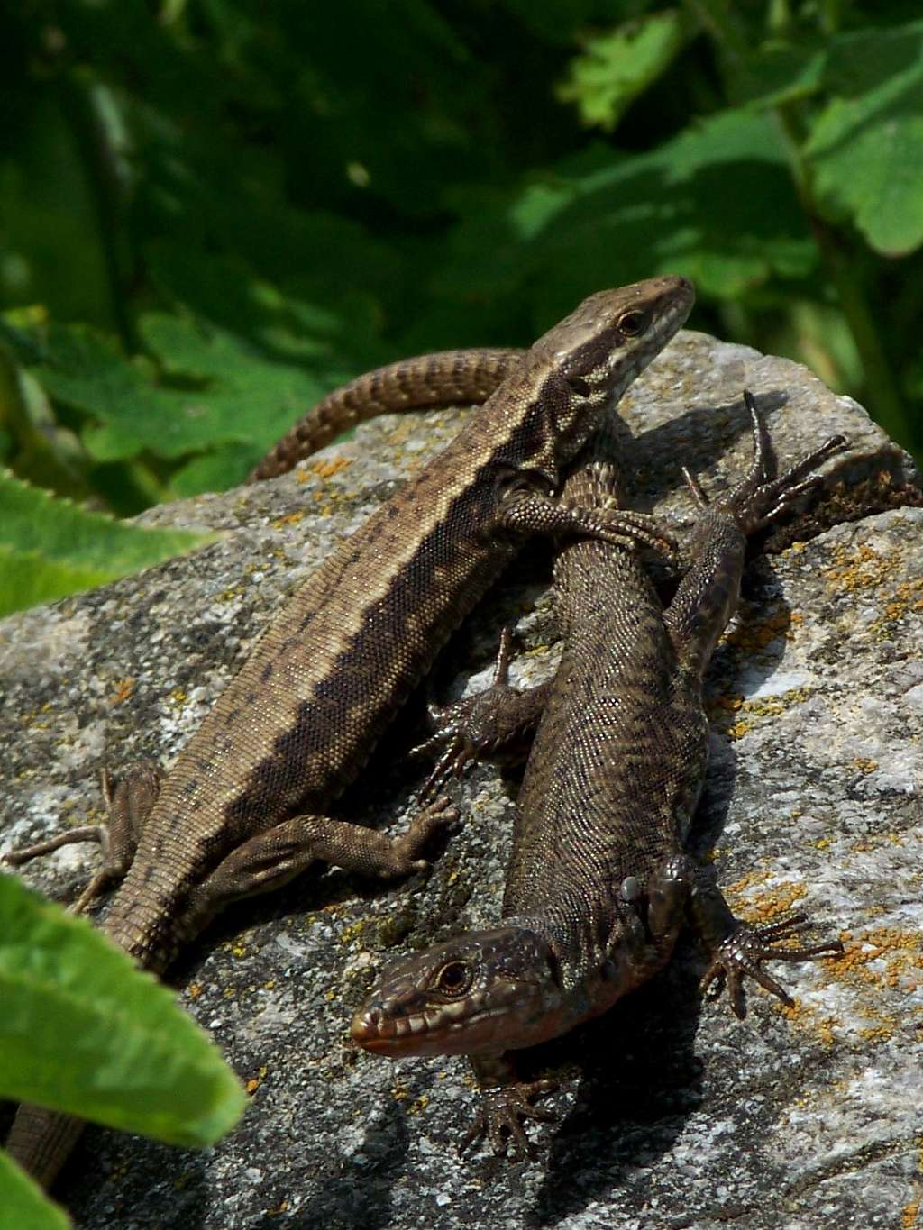 Common wall lizards