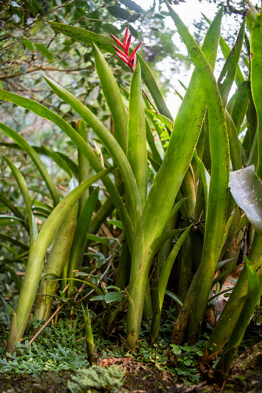 Quesnelia liboniana