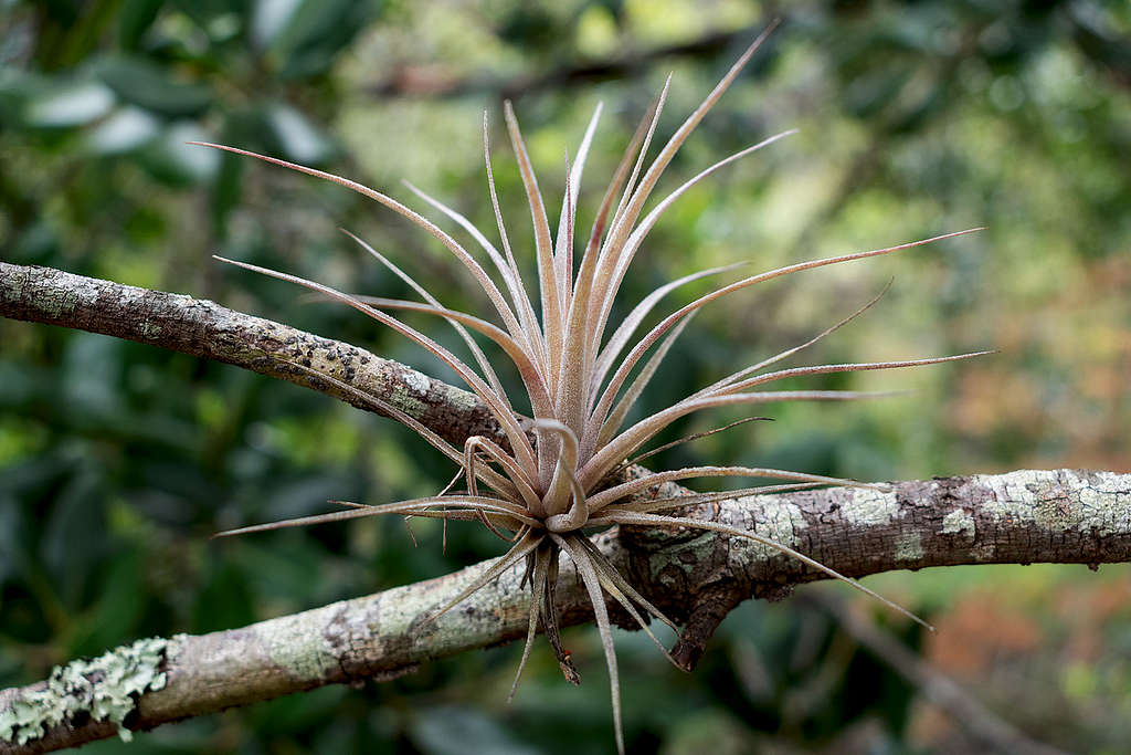 Tillandsia stricta