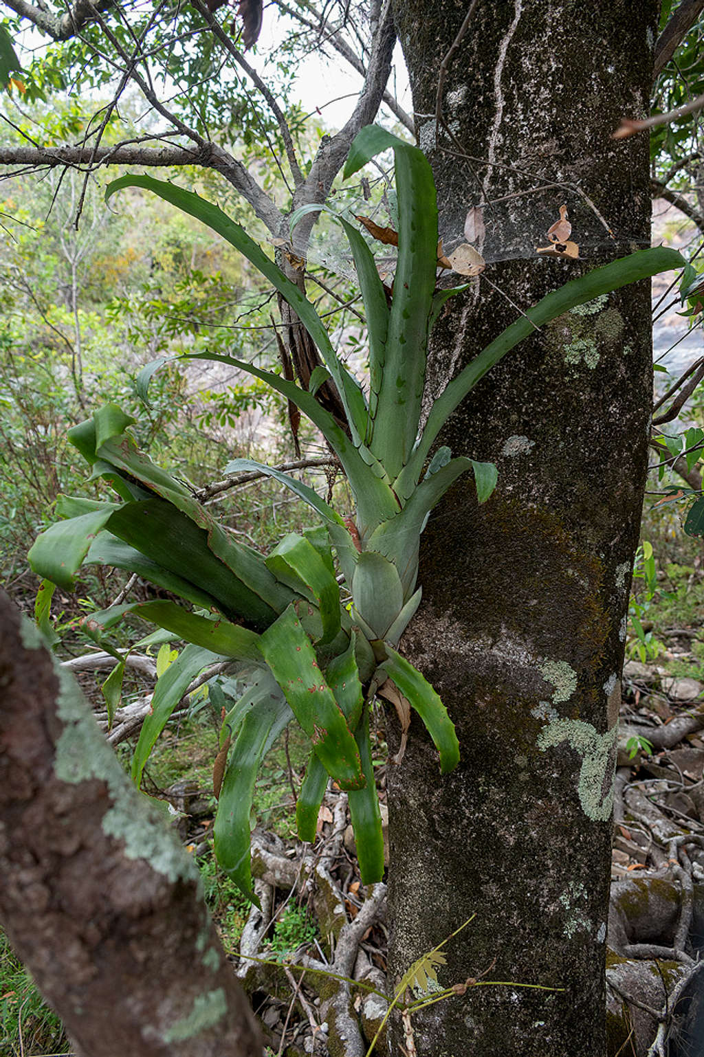 Aechmea bromeliifolia