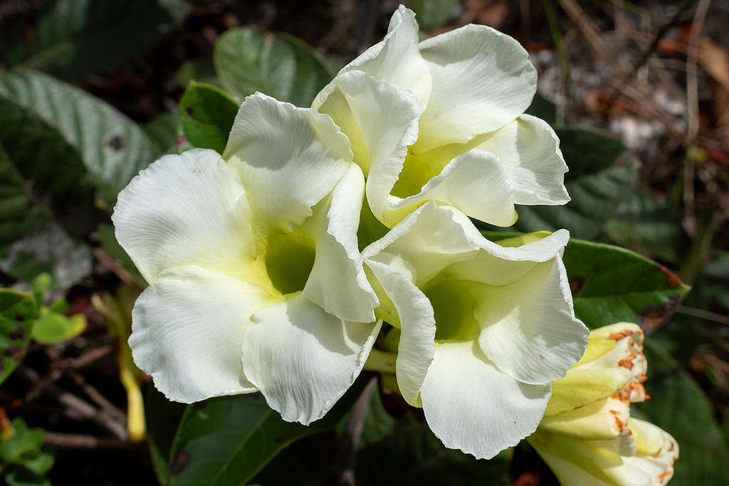 mandevilla antennacea