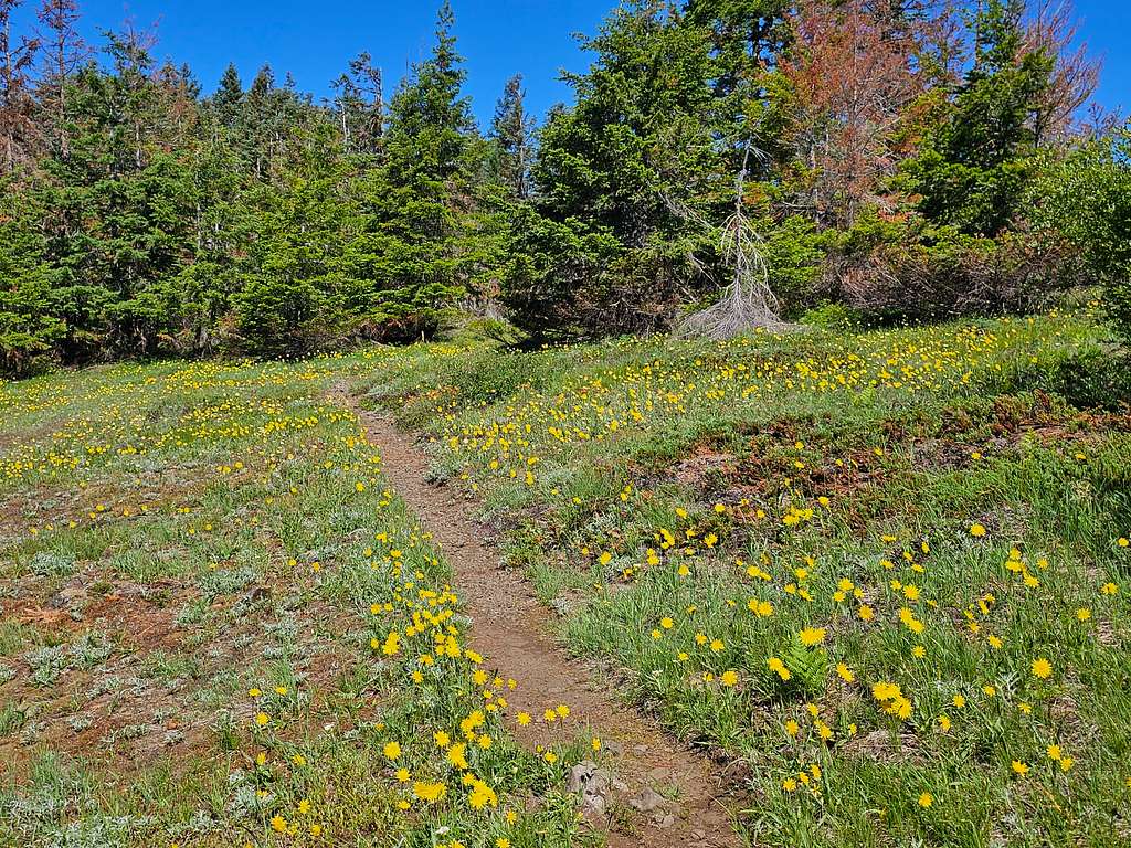 Meadow near the summit of Table Mountain