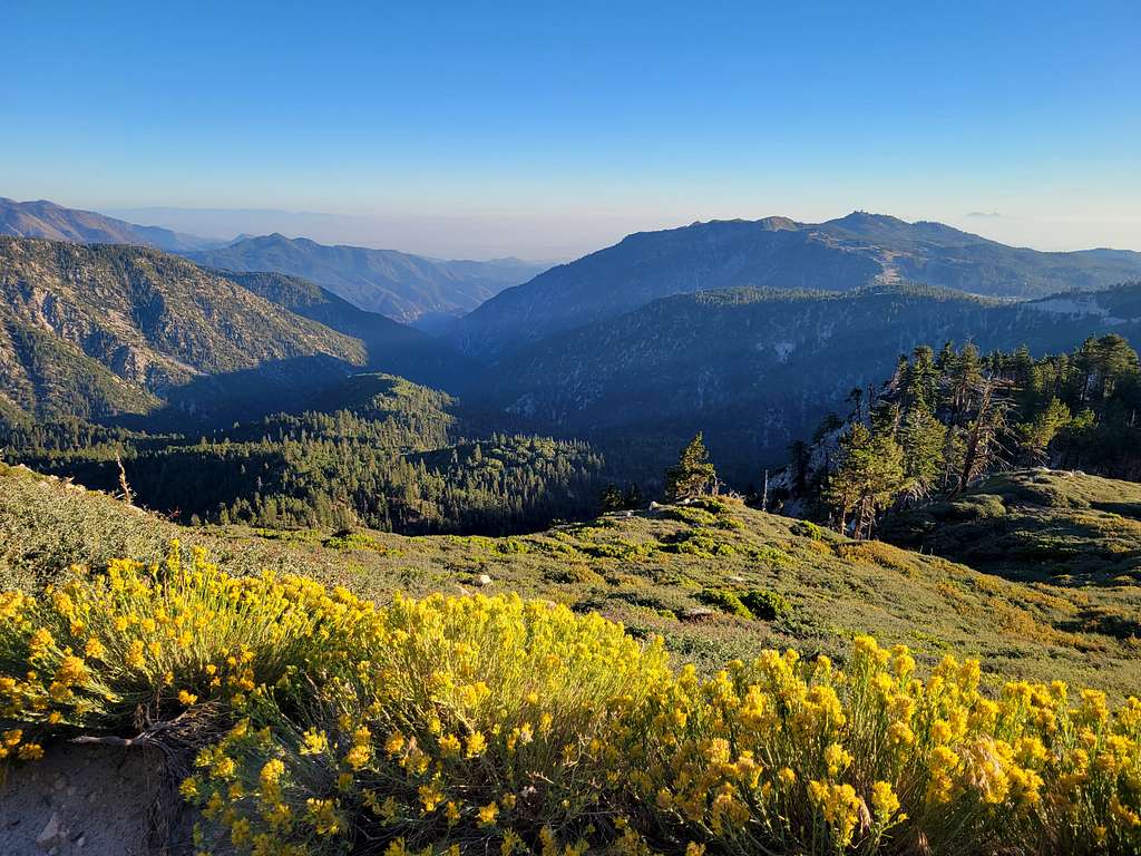 Looking south at some wildflowers from Butler Peak