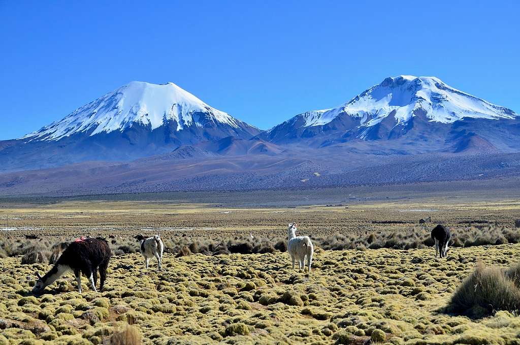 Parinacota from Sajama National Park