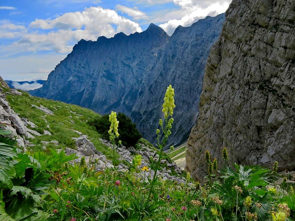 Kredarica and flowers