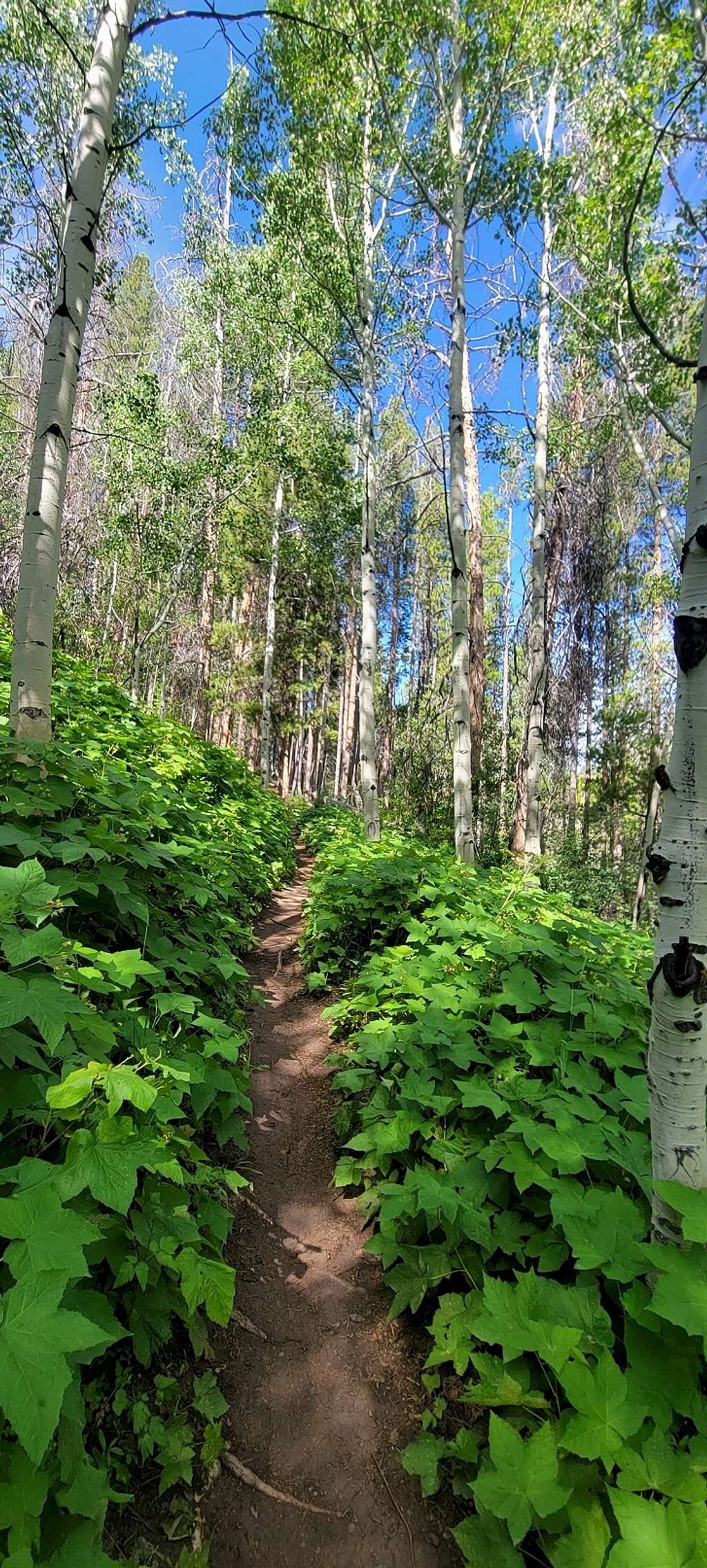 Trail thru Aspen trees.