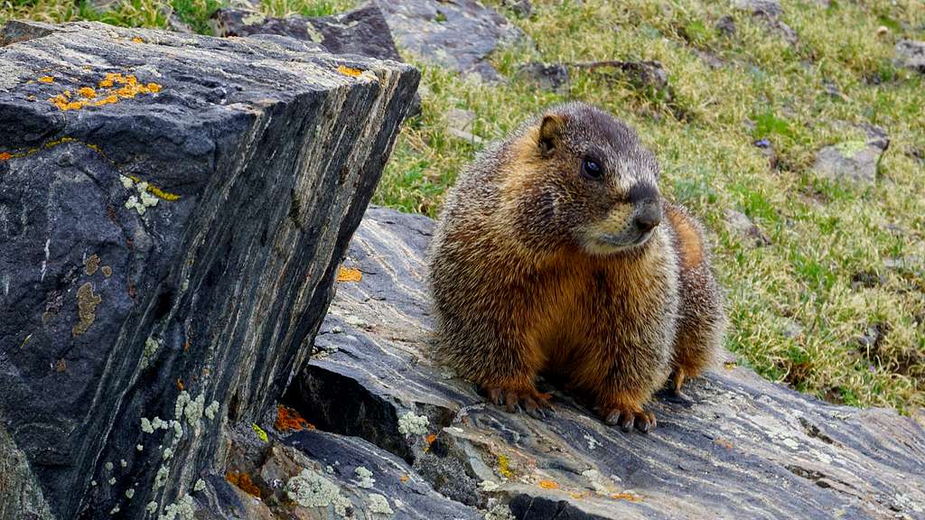 Marmot , Mt Ida