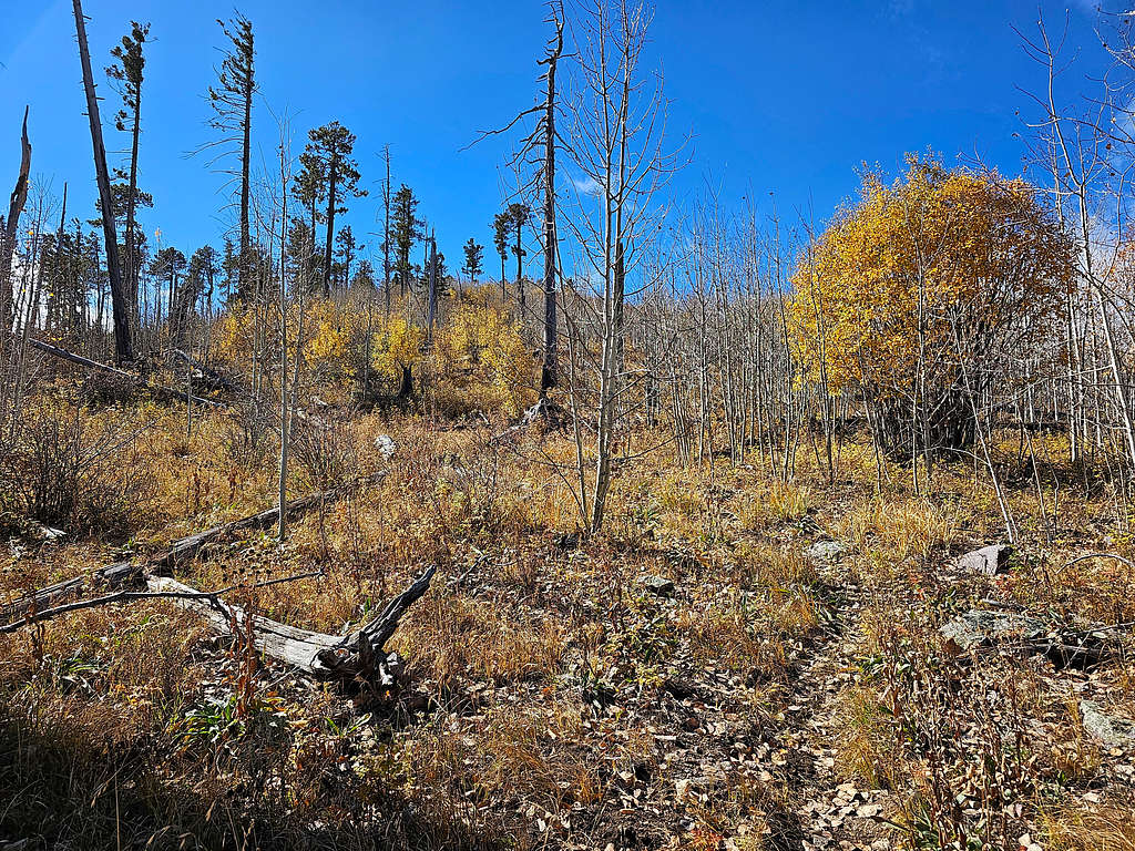 Below the summit of Chiricahua Peak