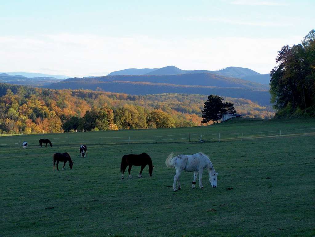 Horses on the meadows of Peilstein