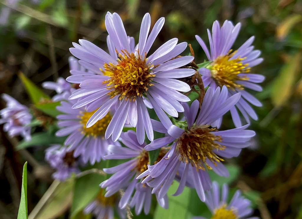 Aster