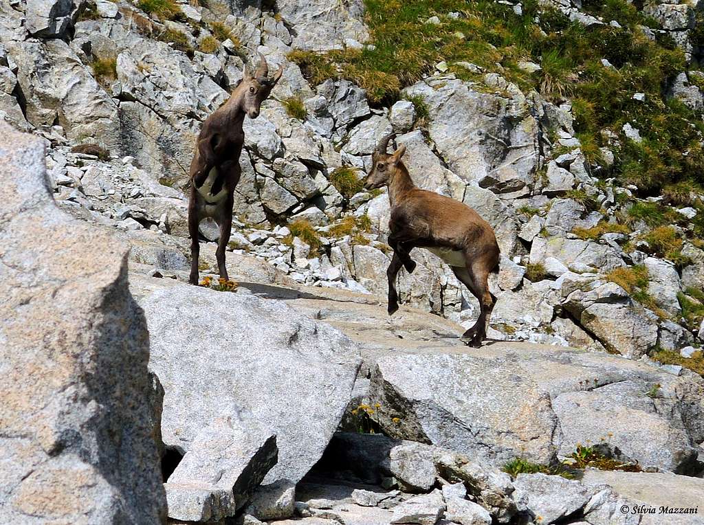 Puppies of ibex fighting near Passo del Castellaccio