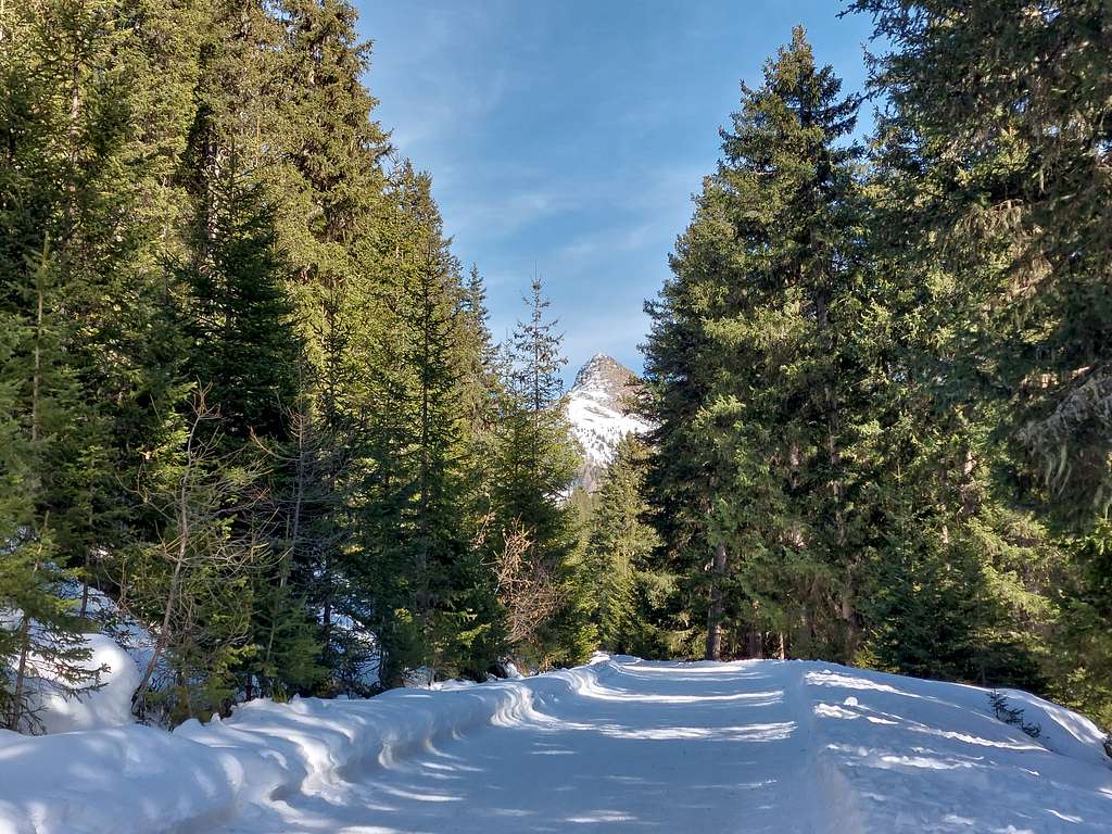 The forest mule track to Tesido alm